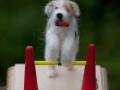 Parson Russell Terrier LUKE