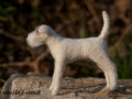 Parson Russell Terrier LINA