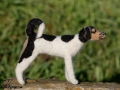 Jack Russell Terrier ANTON