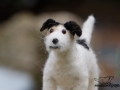 Parson Russell Terrier LINO